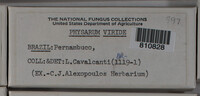 Physarum viride var. viride image